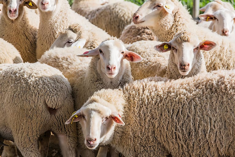 “La seule façon de lutter contre la peste, c’est l’honnêteté” (1)